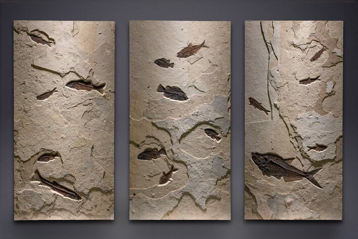 Museum-Quality Green River Fossil Fish Triptych #369070